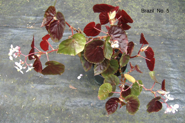 B. ‘Brazil Species No. 5?’